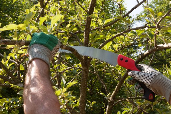 Apple Tree Trimming in Marietta