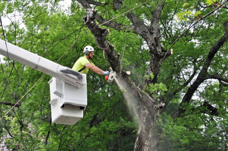 Beech Tree Pruning