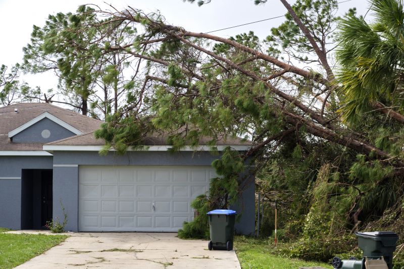 Fallen Tree in Yard