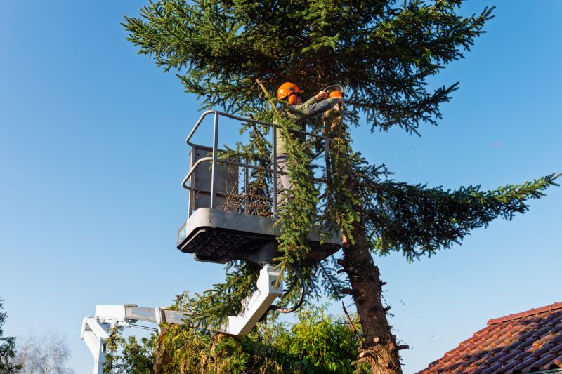 Tree Lopping Service