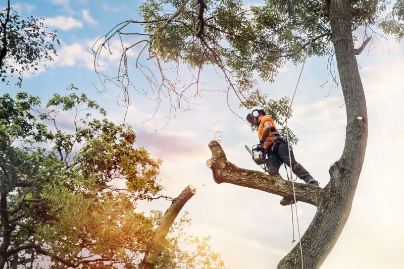 Arborist Inspecting a Tree